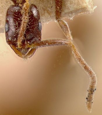 Media type: image; Entomology 20502   Aspect: head frontal view